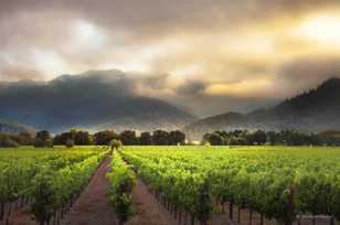 Napa Valley Morning-2762 Napa Valley Morning-2762